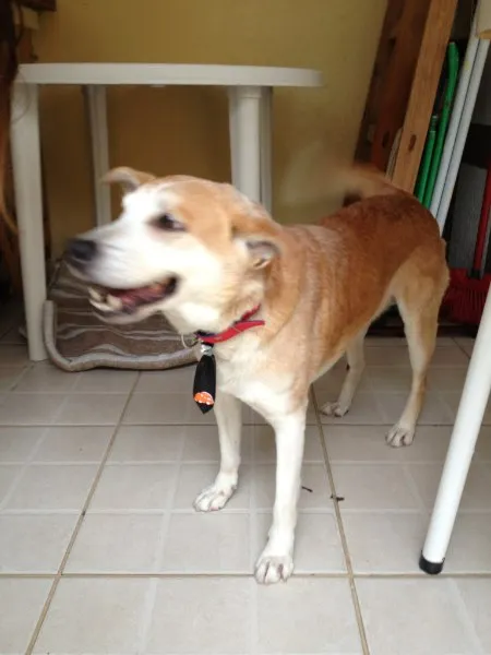 Cachorro ra a  idade  nome Zé