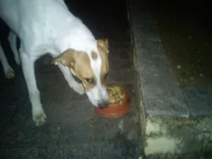 Cachorro raça Setter idade 2 a 6 meses nome Teo