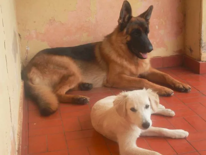 Cachorro ra a Pastor Alemão idade 1 ano nome Kaosha