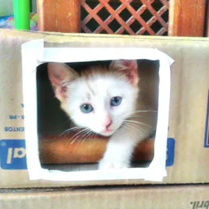 Gato raça vira lata  idade 2 a 6 meses nome Clara