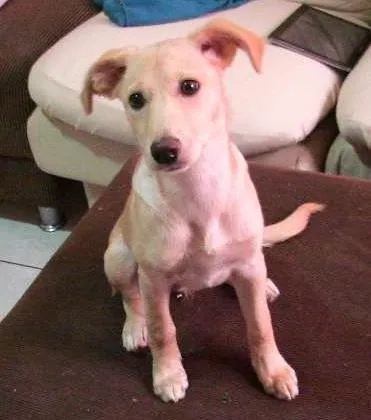 Cachorro ra a SRD idade 2 a 6 meses nome Sol