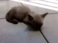 Tina