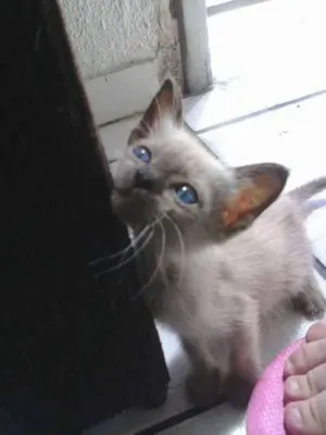 Gato raça Siamês idade Abaixo de 2 meses nome Tina