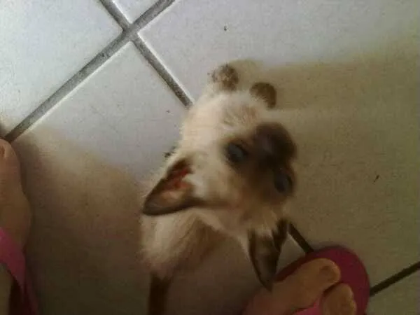 Gato ra a Siamês idade Abaixo de 2 meses nome Tina