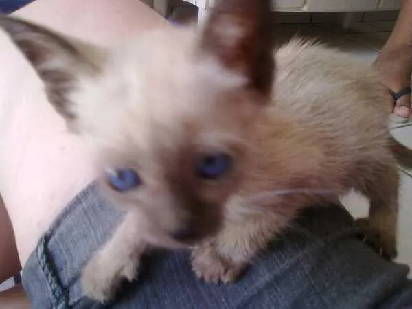 Gato ra a Siamês idade Abaixo de 2 meses nome Tina
