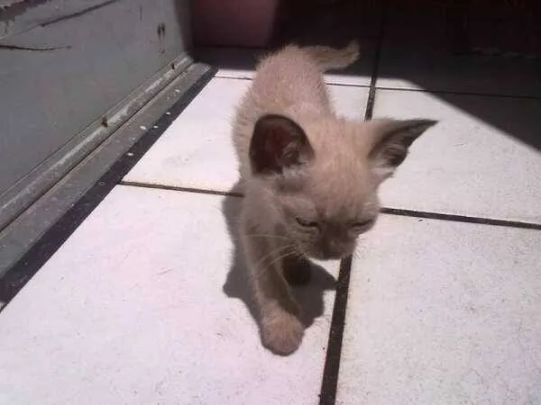 Gato ra a Siamês idade Abaixo de 2 meses nome Tina