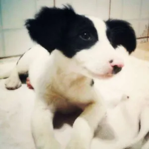 Cachorro raça Vira lata idade Abaixo de 2 meses nome Janis Joplin