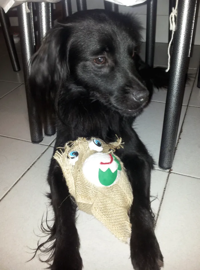 Cachorro ra a SRD idade 7 a 11 meses nome João 