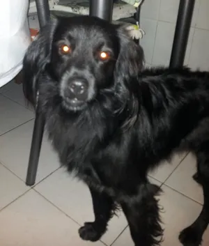 Cachorro raça SRD idade 7 a 11 meses nome João 
