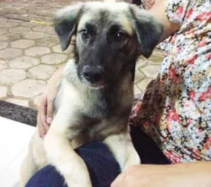 Cachorro raça SRD idade 1 ano nome Paquita