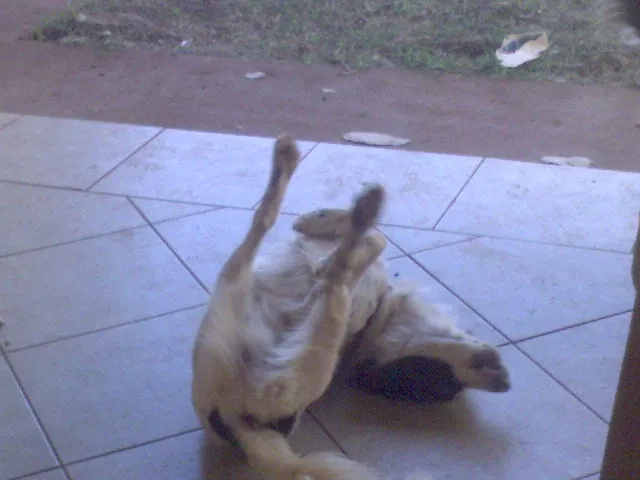 Cachorro ra a SRD idade 2 anos nome DUQUE