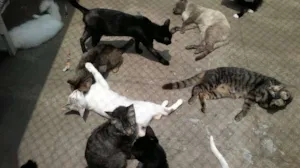 Gato raça Variadas idade  nome S/Nome