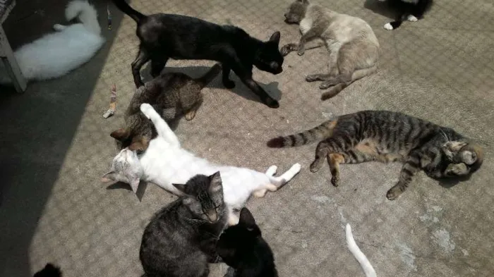 Gato ra a Variadas idade  nome S/ nome