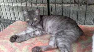 Gato raça Variadas idade  nome S/ nome