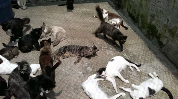 Gato ra a Variadas idade  nome S/ nome