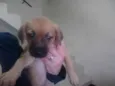 ADA