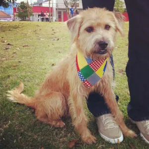 Cachorro raça SRD idade 1 ano nome Amora