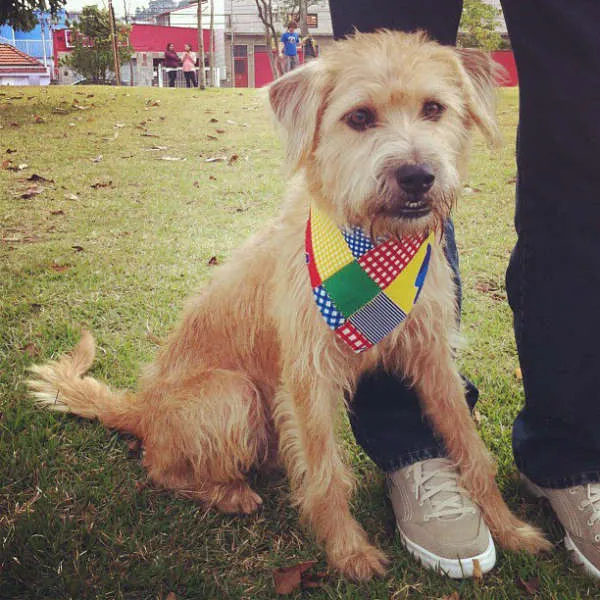 Cachorro ra a SRD idade 1 ano nome Amora