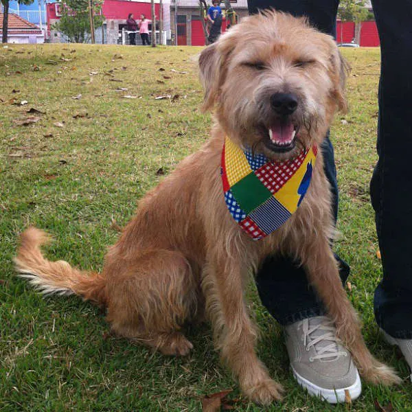 Cachorro ra a SRD idade 1 ano nome Amora
