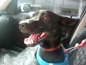 Cachorro raça SRD idade 7 a 11 meses nome Astor