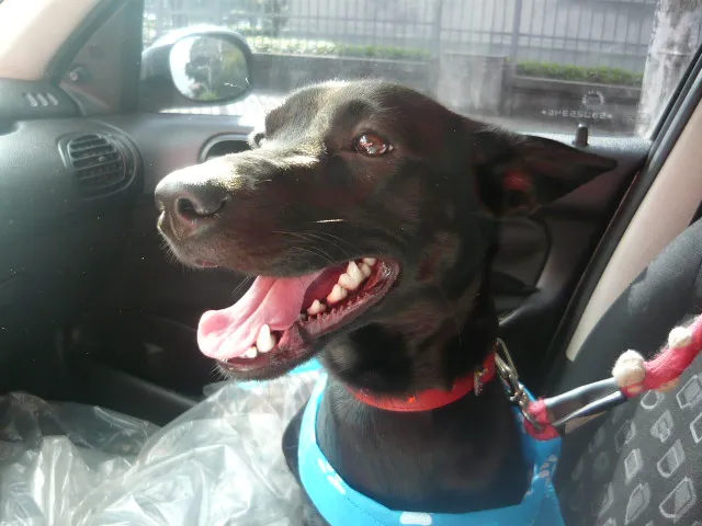 Cachorro ra a SRD idade 7 a 11 meses nome Astor