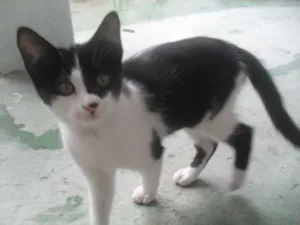 Gato raça SRD idade 2 a 6 meses nome Gatinha e Gatinho