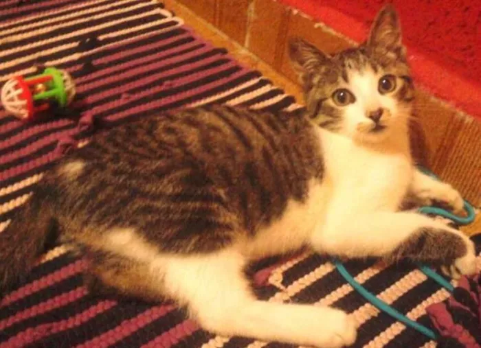 Gato ra a SRD idade 7 a 11 meses nome Tom
