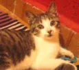 Tom