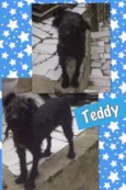 TEDDY