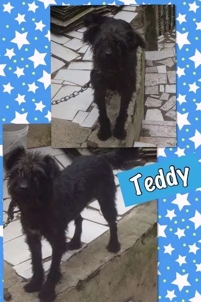 Cachorro ra a SRD idade 2 anos nome TEDDY