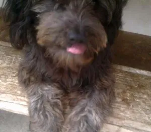 Cachorro raça indefinida idade 1 ano nome Negao
