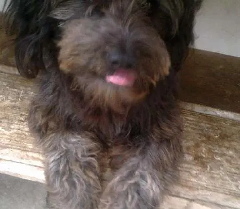 Cachorro ra a indefinida idade 1 ano nome Negao