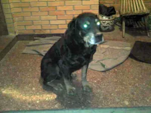 Cachorro raça Rottweiler idade 6 ou mais anos nome PÃO DE MEL