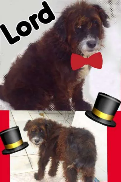 Cachorro ra a SRD idade 3 anos nome LORD