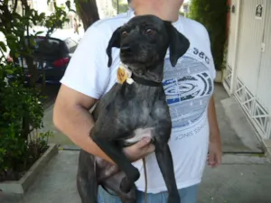 Cachorro raça Poodle idade 1 ano nome Like