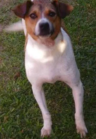 Cachorro ra a SRD idade 5 anos nome Vitorio