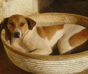 Cachorro raça SRD idade 5 anos nome Vitorio