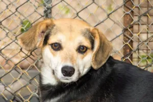 Cachorro raça SRD idade 1 ano nome Andre