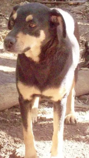 Cachorro raça SRD idade 5 anos nome Hotte