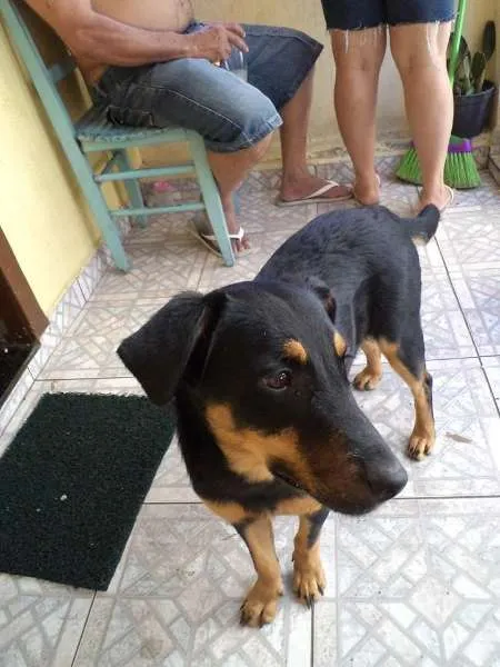 Cachorro ra a  idade 7 a 11 meses nome MORENA