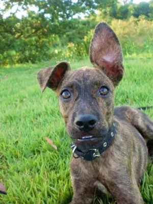 Cachorro raça SRD idade 7 a 11 meses nome Guará