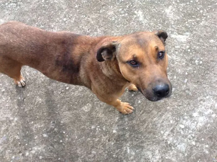 Cachorro ra a SRD idade 4 anos nome Rajada