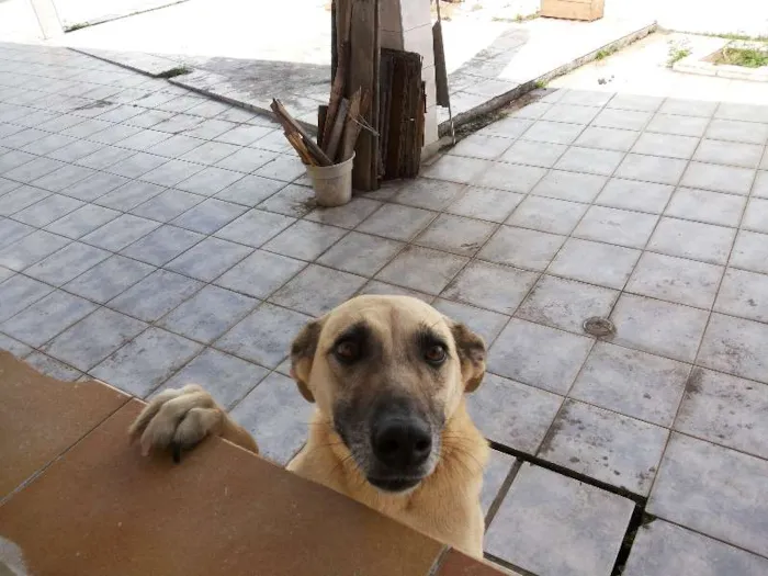 Cachorro ra a SRD idade 1 ano nome Cacau
