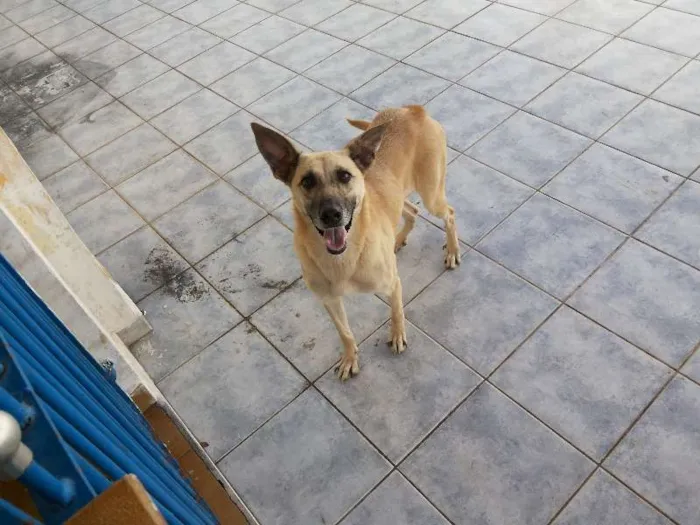 Cachorro ra a SRD idade 1 ano nome Cacau