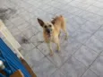 Cacau