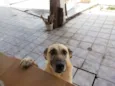Cacau