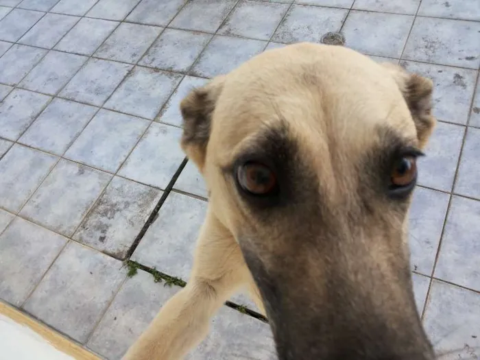 Cachorro ra a SRD idade 1 ano nome Cacau