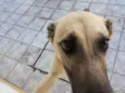 Cacau