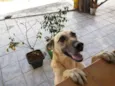 Cacau