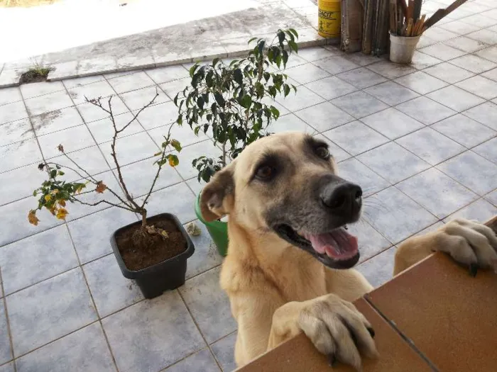 Cachorro ra a SRD idade 1 ano nome Cacau